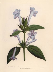 Filipijnse viooltje, blauwe klokjesbarleria of gekuifde Filipijnse viooltje, Barleria cristata door Unknown